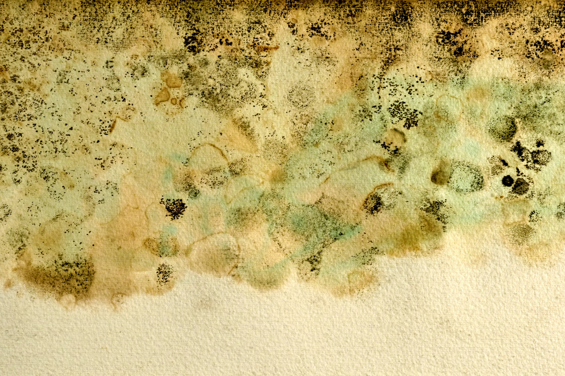 What Is The Best Home Air Filter For Mold?