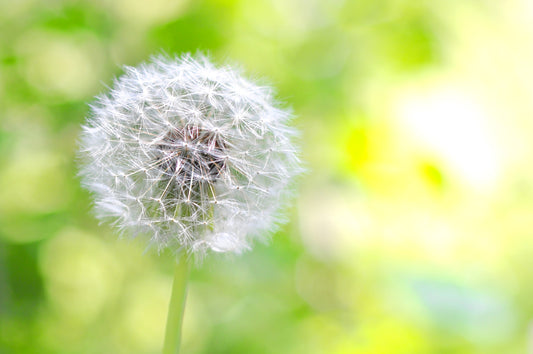 Which Air Filter Is Best For Allergies & Sickness?